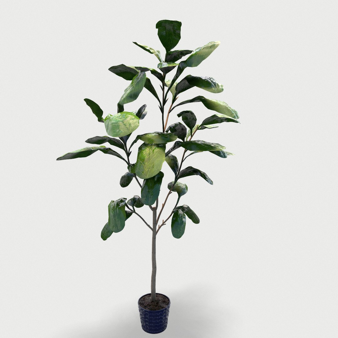 plant 3D https://p.turbosquid.com/ts-thumb/0y/218oWK/pEtxOljT/screenshot007/png/1589847813/1920x1080/fit_q87/67bd63bf8ccfe71c9a6ee103fc399c7896763855/screenshot007.jpg