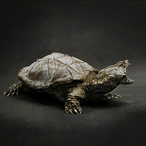 snapping turtle 3D model