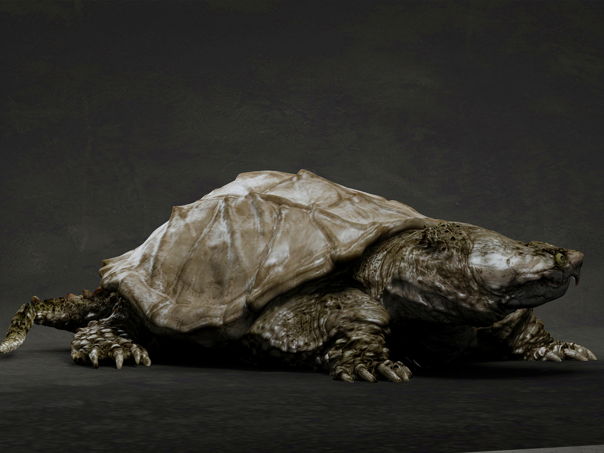 Snapping turtle 3D model - TurboSquid 1685650