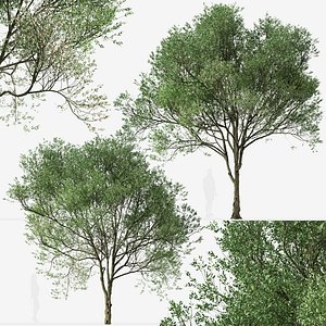 Set of Siberian elm or Ulmus pumila Trees 3D