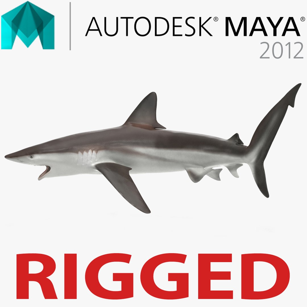 Whaler Shark Rigged for Maya 3D Model 3D model preview