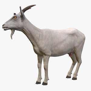 3D Goat female model