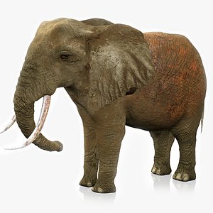 African Elephant RIGGED L2361 model