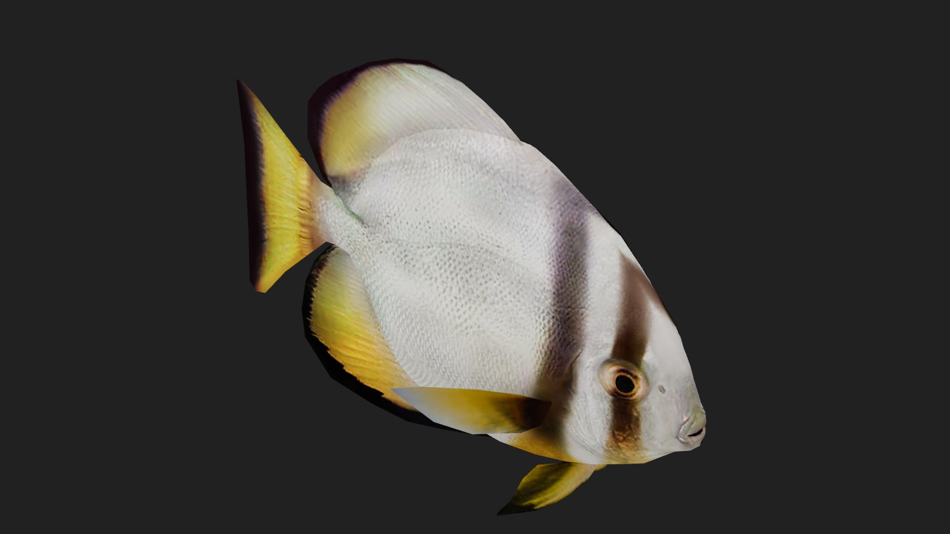 3D Batfish Model - TurboSquid 2122927
