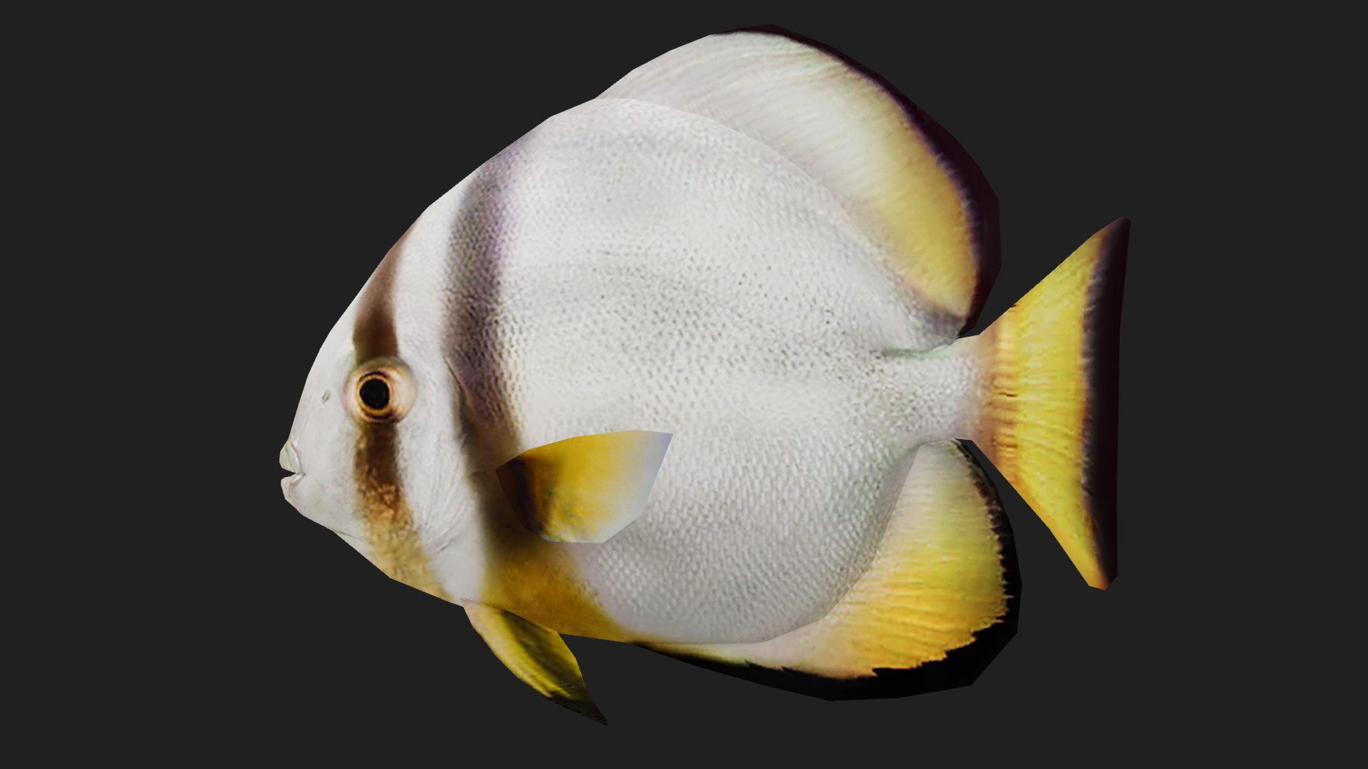 3D Batfish Model - TurboSquid 2122927
