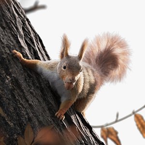 RedSquirrel Winter Animated 3D