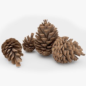 Pine Cone Collection 3D model