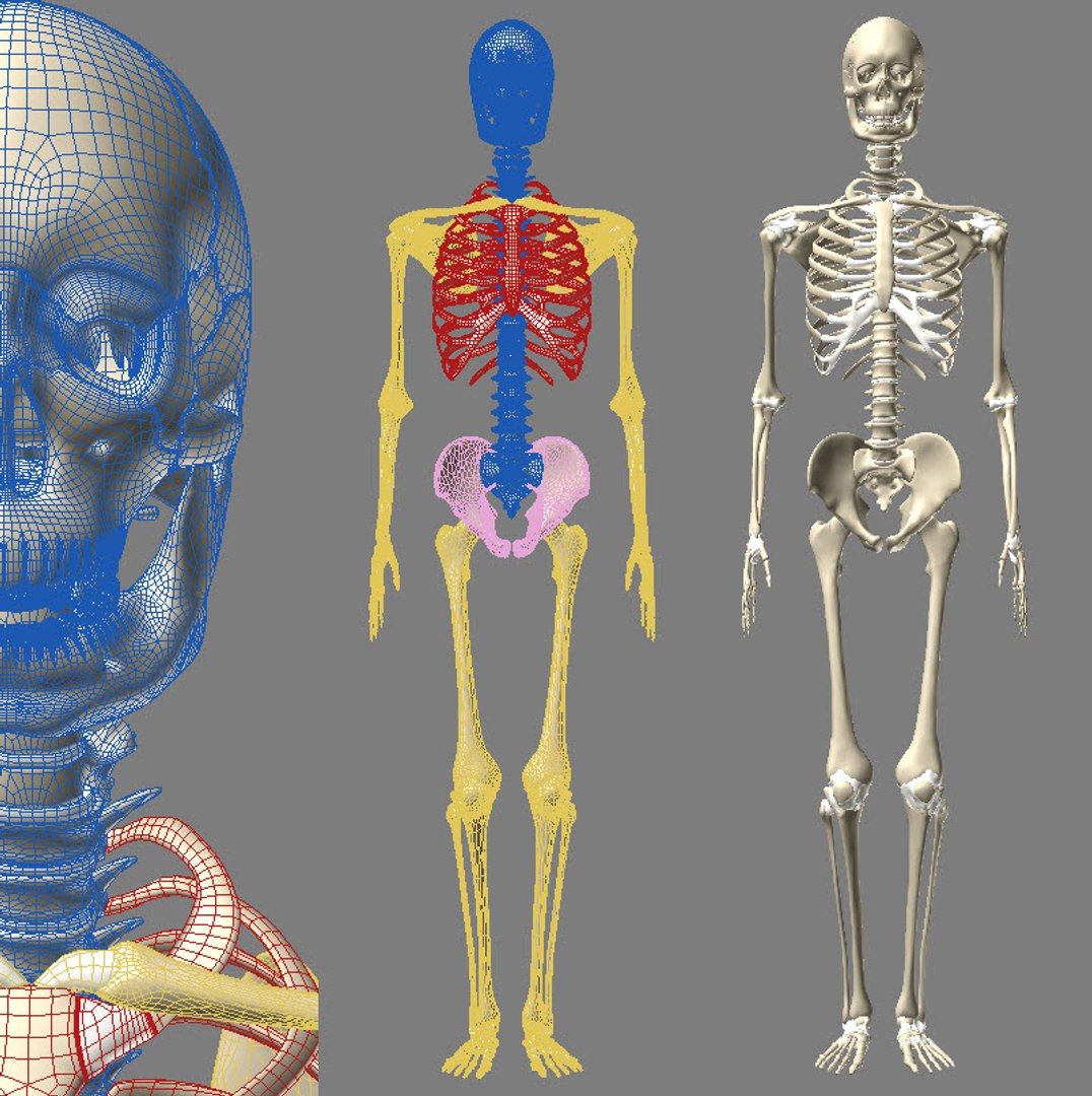 Entire Human Body Internal Organs 3d Model