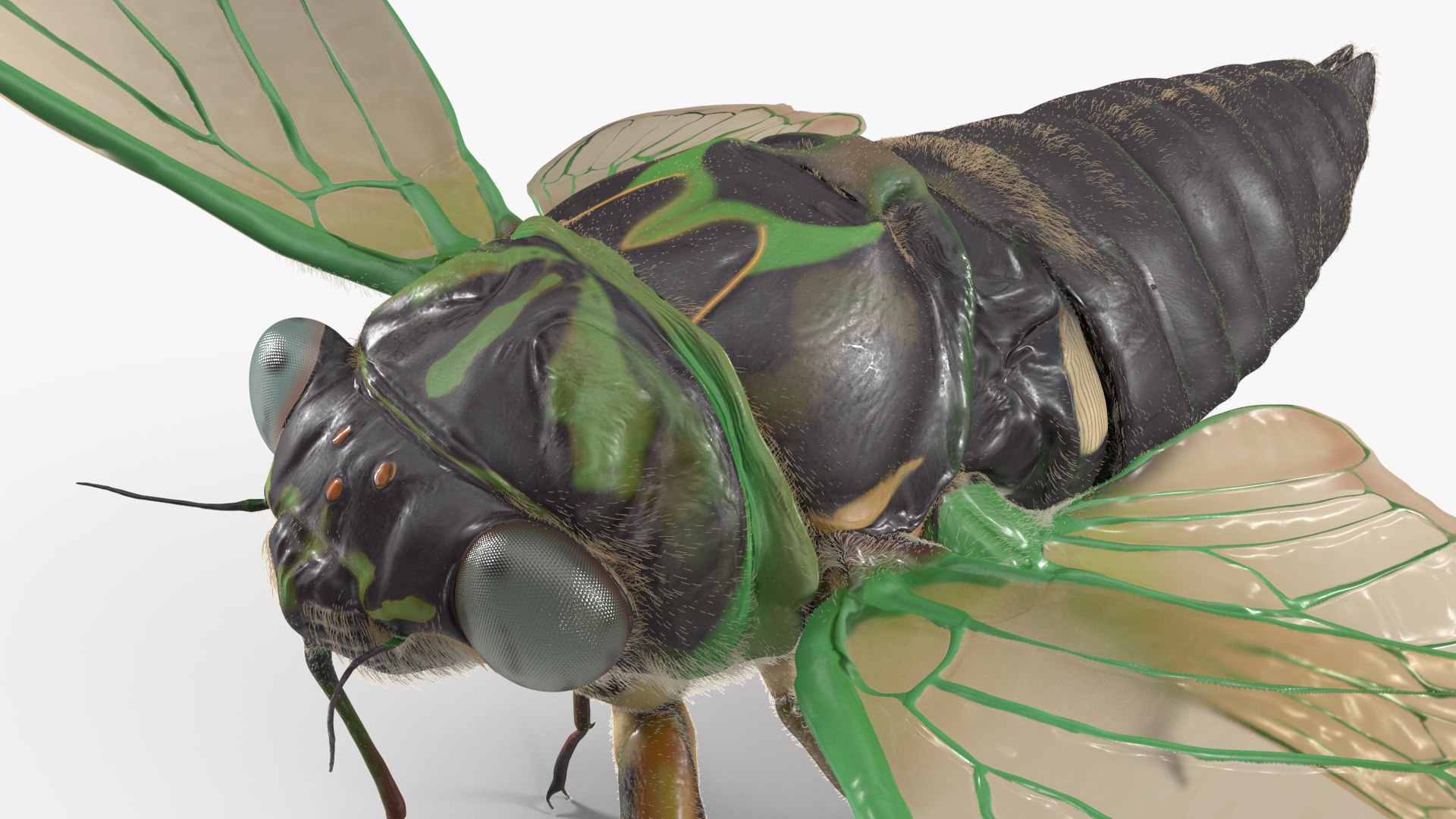 Cicada Fur Rigged 3D Model - TurboSquid 2052317