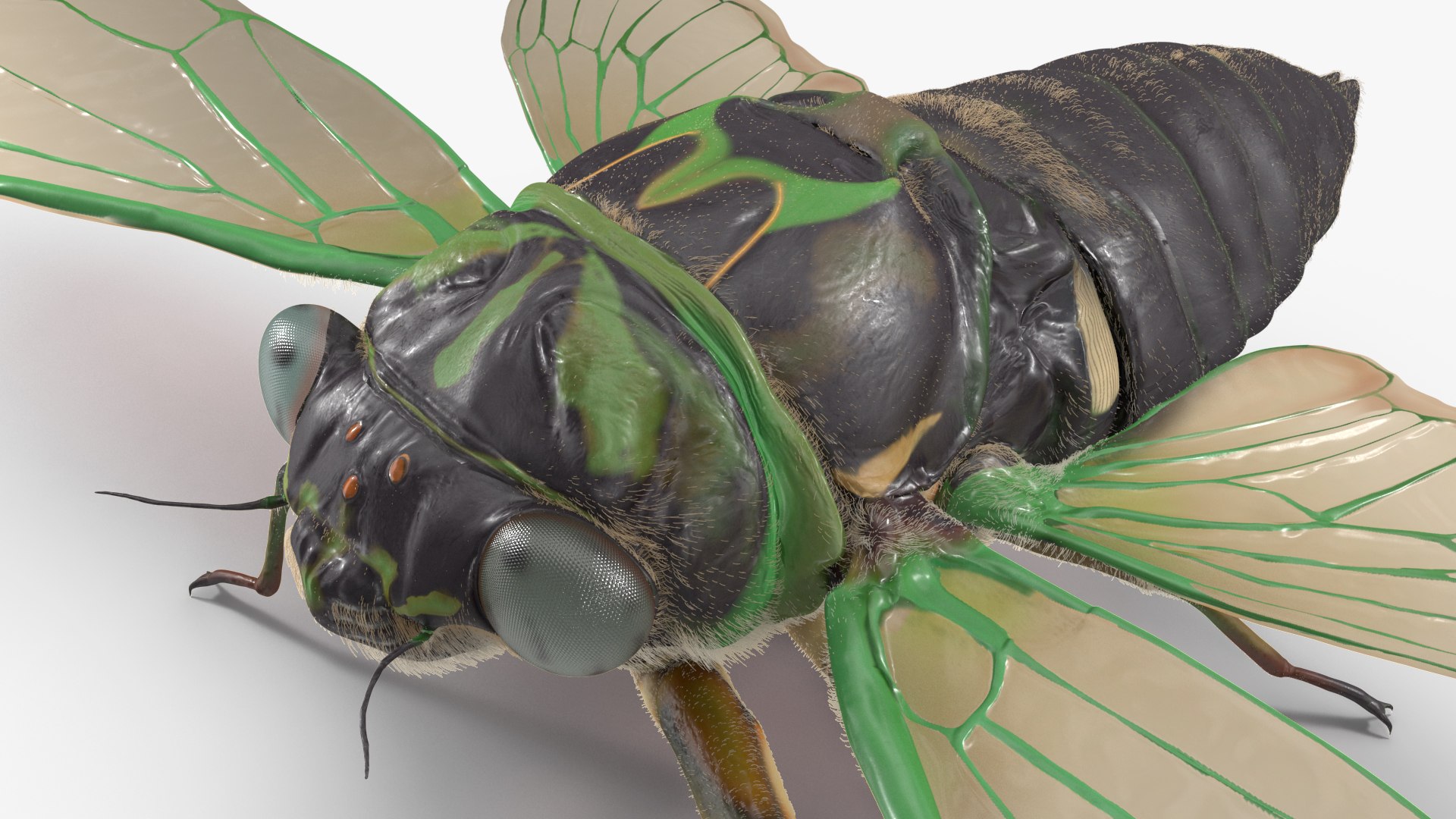 Cicada Fur Rigged 3D model - TurboSquid 2052317