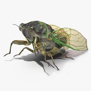 Cicada Fur Rigged 3D model