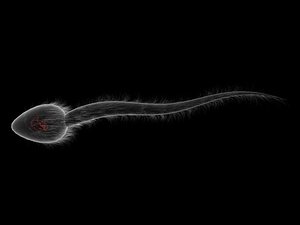 diatom sperm cell 3d model