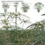 Cyperus involucratus - Umbrella Plant 3D