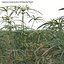 Cyperus involucratus - Umbrella Plant 3D