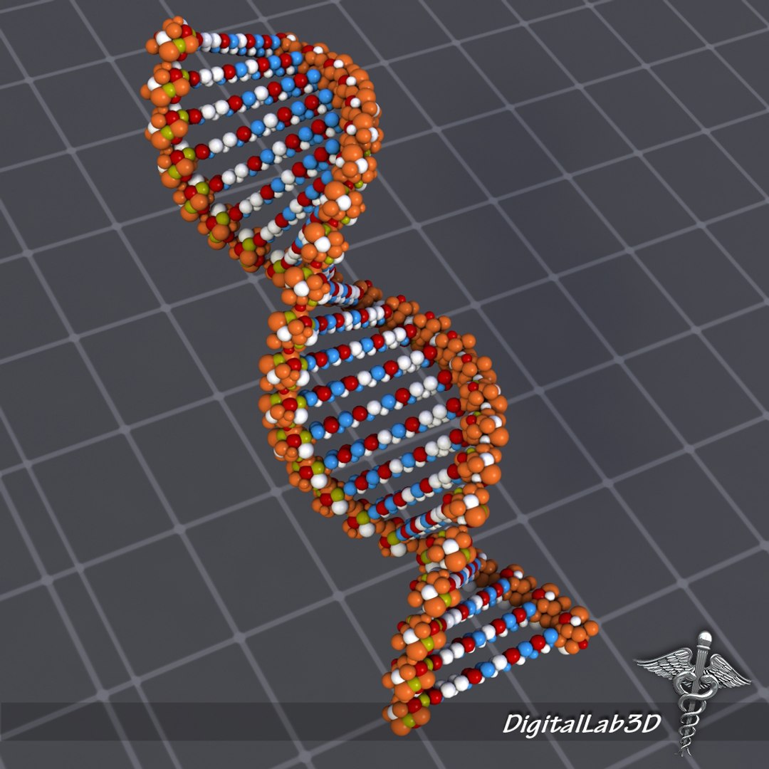 dna structure molecules 3d max https://p.turbosquid.com/ts-thumb/0z/6DZ7N0/Wo6rSh2g/dna_4/jpg/1290221272/1920x1080/fit_q87/95f60d0a5c54ec977f51423c20f492e91edc3978/dna_4.jpg