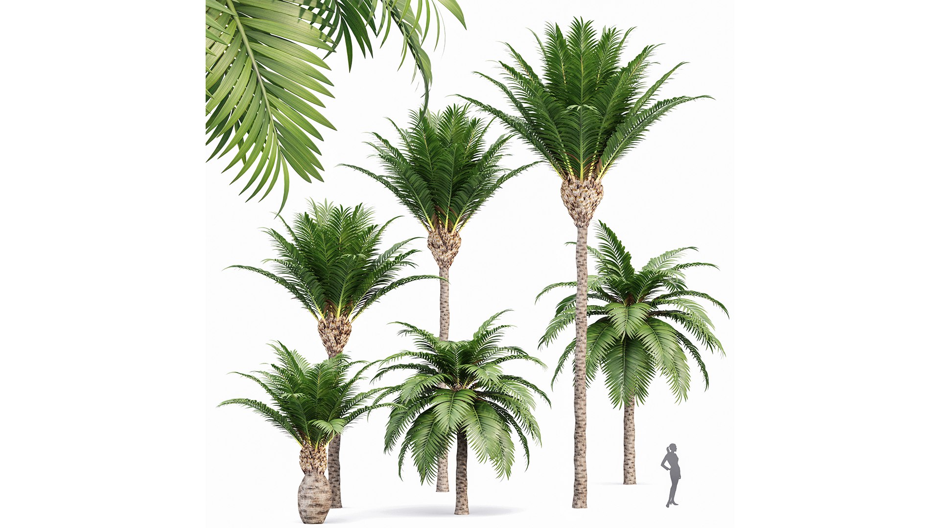 Canary Island Date Palm Phoenix Canariensis 6 Trees model https://p.turbosquid.com/ts-thumb/0z/7nwUkM/04/z01/png/1718622970/1920x1080/fit_q87/86e0f87638004ba63e74691e16c3f9bc81a61d76/z01.jpg