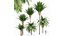 Canary Island Date Palm Phoenix Canariensis 6 Trees