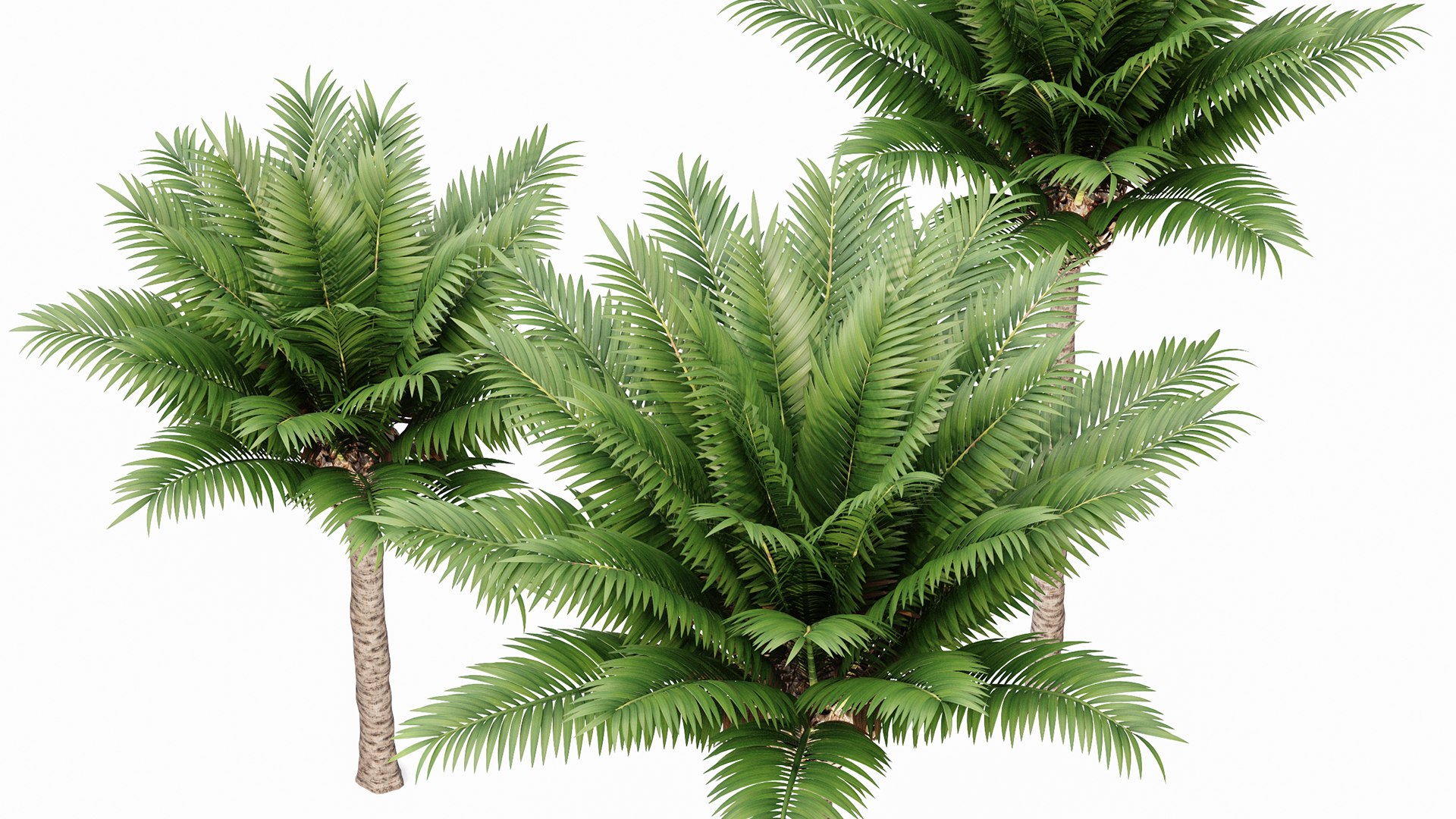 Canary Island Date Palm Phoenix Canariensis 6 Trees model https://p.turbosquid.com/ts-thumb/0z/7nwUkM/0y/z05/png/1718622974/1920x1080/fit_q87/2112299b2909fcc0b9d69724c633090e3e539de8/z05.jpg