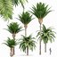 Canary Island Date Palm Phoenix Canariensis 6 Trees