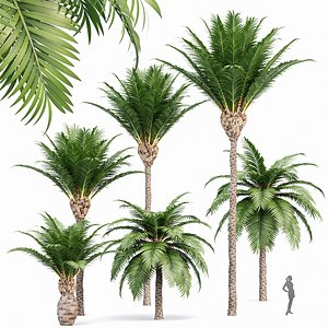 Canary Island Date Palm Phoenix Canariensis 6 Trees