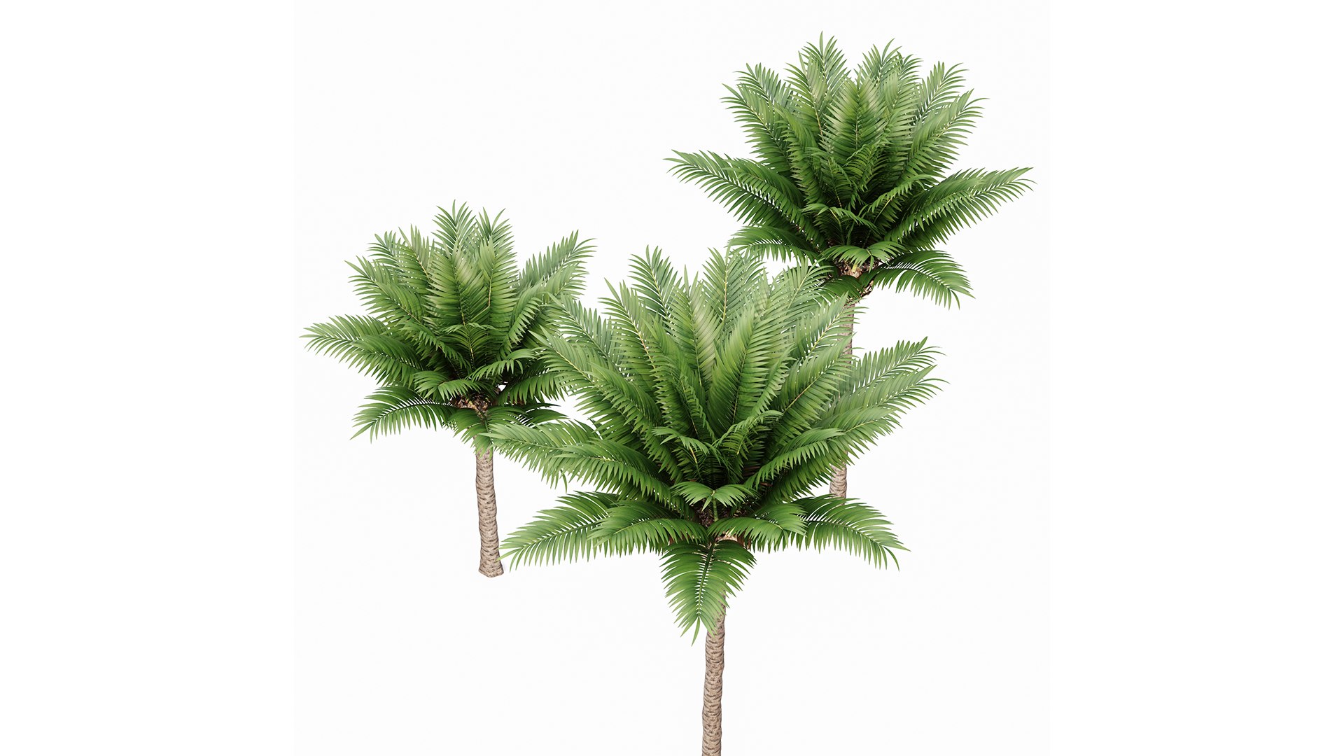 Canary Island Date Palm Phoenix Canariensis 6 Trees model https://p.turbosquid.com/ts-thumb/0z/7nwUkM/RF/z04/png/1718622972/1920x1080/fit_q87/2f71f454ad19df7ffcba4927e9d6d28ee1d2101b/z04.jpg