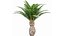 Canary Island Date Palm Phoenix Canariensis 6 Trees