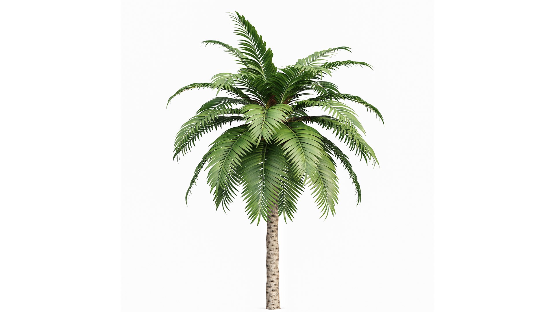 Canary Island Date Palm Phoenix Canariensis 6 Trees model https://p.turbosquid.com/ts-thumb/0z/7nwUkM/p8/z03/png/1718622970/1920x1080/fit_q87/d9152b7b81a3d750083245d1bf7d76b2eeaca8ce/z03.jpg