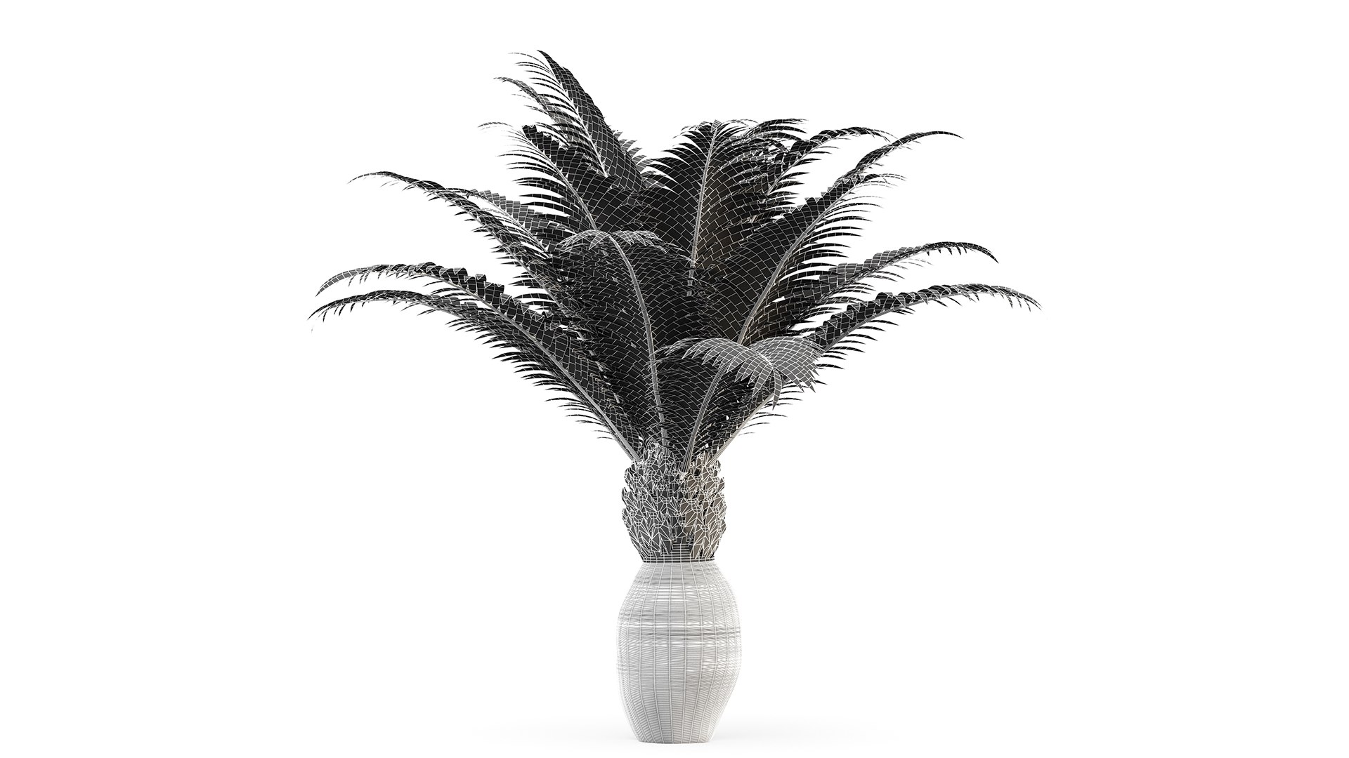 Canary Island Date Palm Phoenix Canariensis 6 Trees model https://p.turbosquid.com/ts-thumb/0z/7nwUkM/vu/z06/png/1718622973/1920x1080/fit_q87/29bc2a719debebb7f4806178fe383d131c598721/z06.jpg