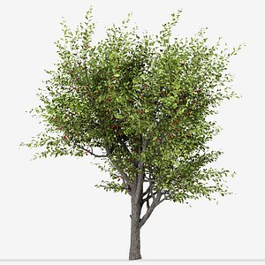 Set of Sour Cherry or Prunus Cerasus Trees - 3 Trees 3D model