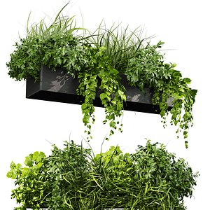 plant vol 911 - indoor - bush - pothos - balcony 3D