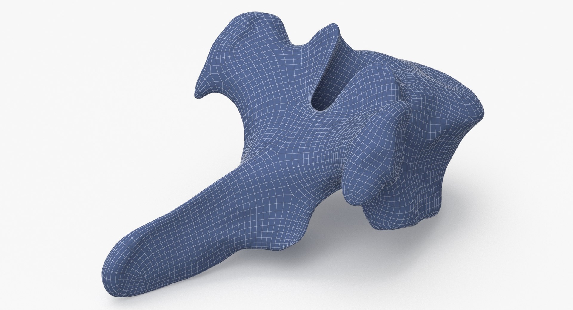 3D Bear Ursus Thoracic Vertebrae T10 - TurboSquid 2134262