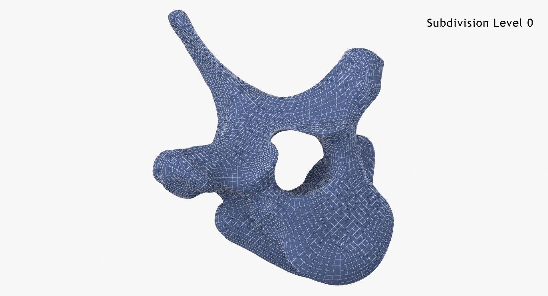 3D Bear Ursus Thoracic Vertebrae T10 - TurboSquid 2134262