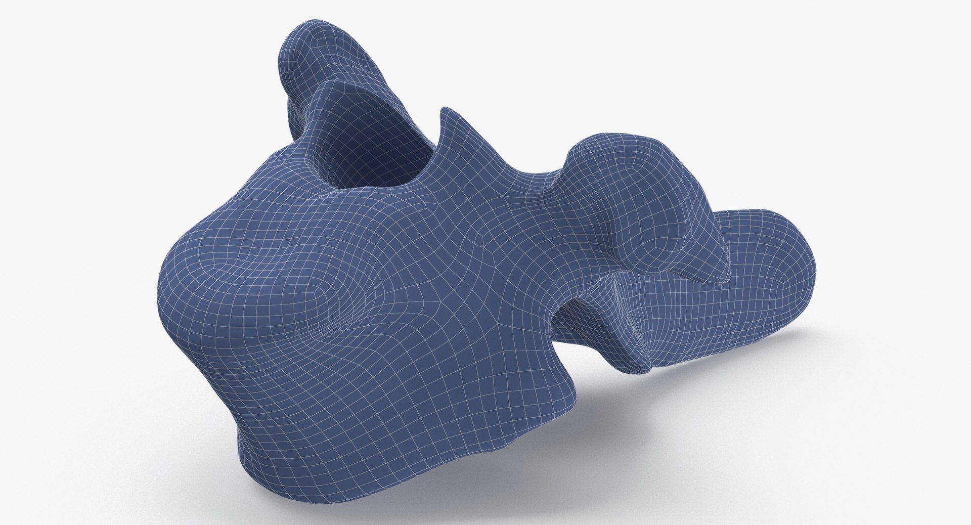 3D Bear Ursus Thoracic Vertebrae T10 - TurboSquid 2134262
