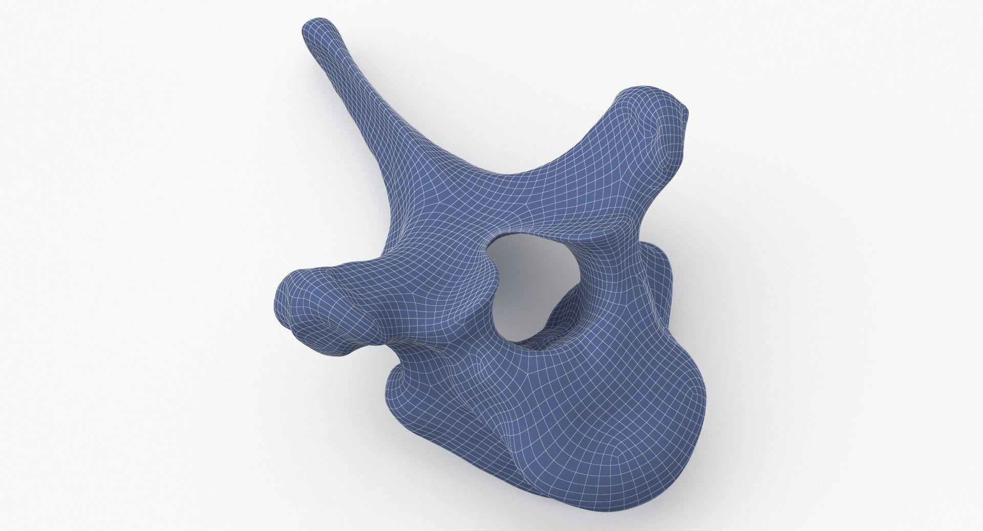 3D Bear Ursus Thoracic Vertebrae T10 - TurboSquid 2134262