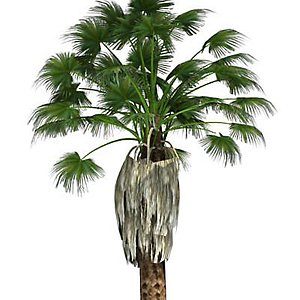 fan palm 3d model