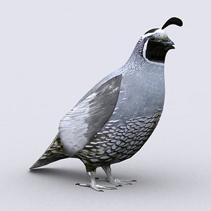 3D quail - model