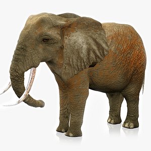 African Elephant RIGGED L2371 3D model