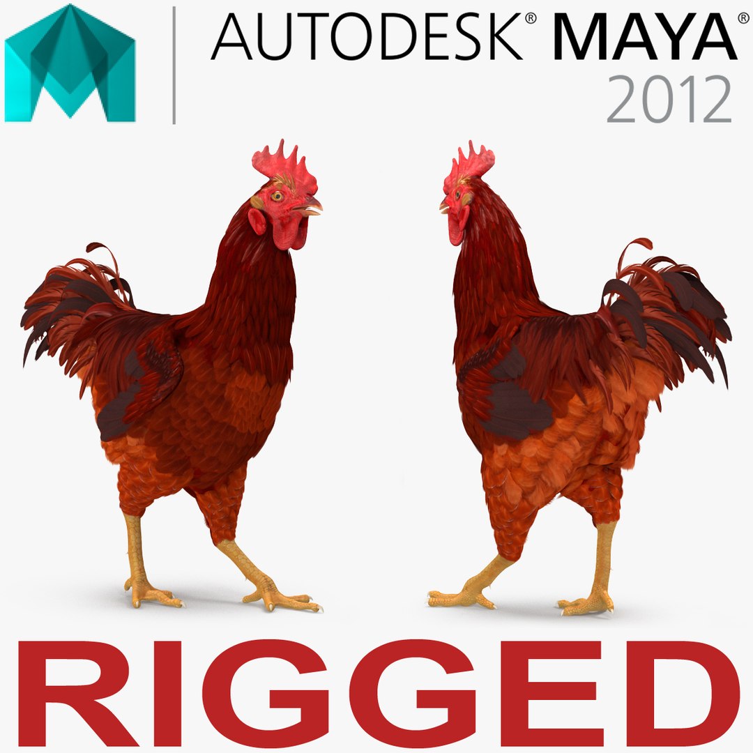 Brown Hen Rigged for Maya 3D Model 3D model preview