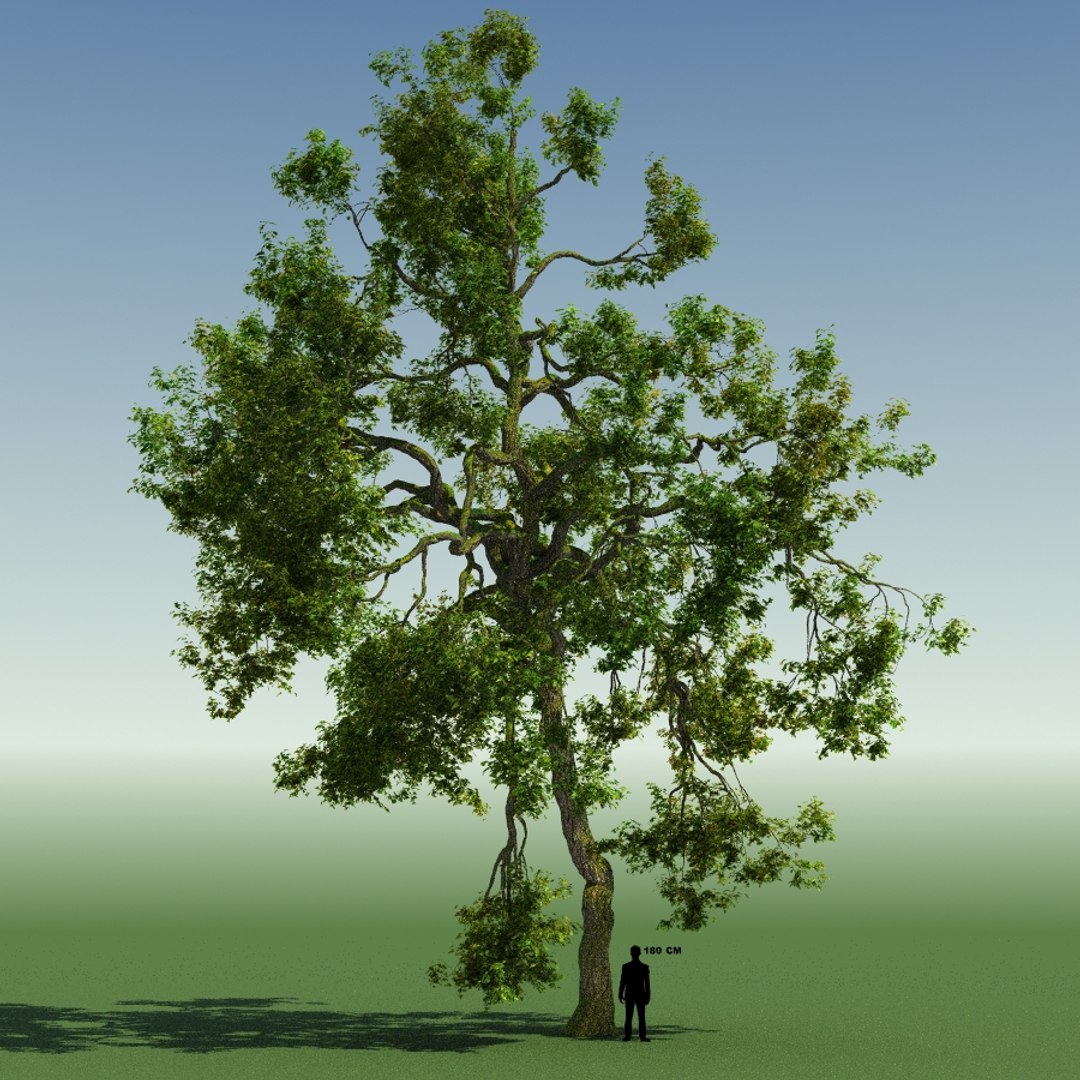 Tree Forest Rainforest 3d Max
