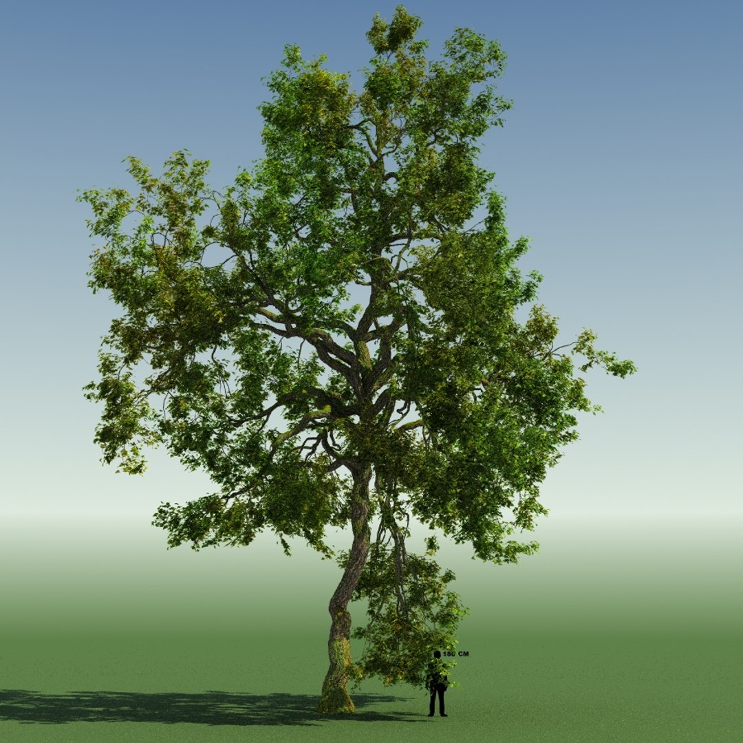 Tree Forest Rainforest 3d Max