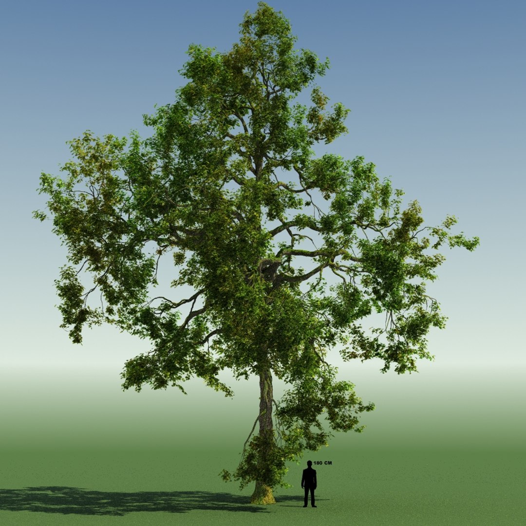 Tree Forest Rainforest 3d Max