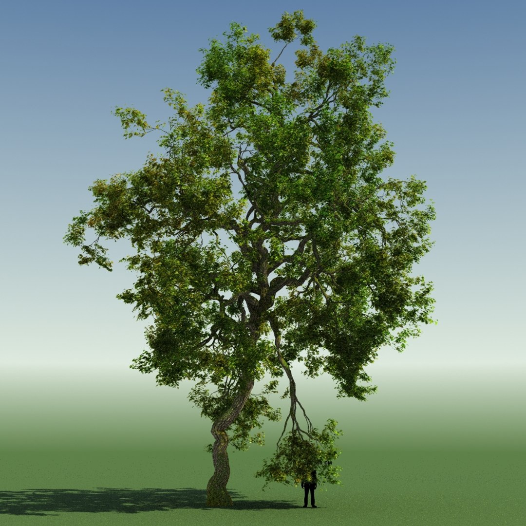 Tree Forest Rainforest 3d Max