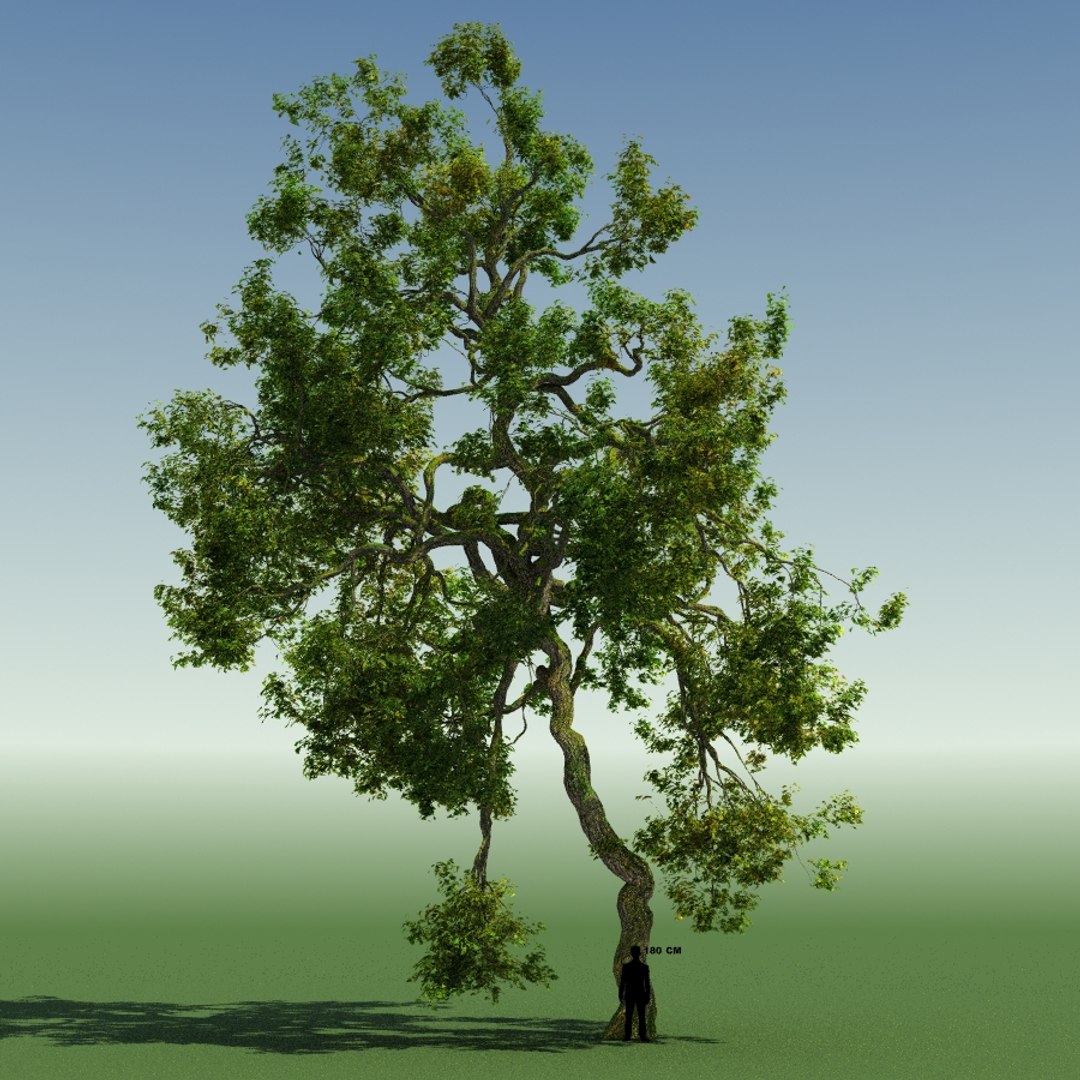 Tree Forest Rainforest 3d Max