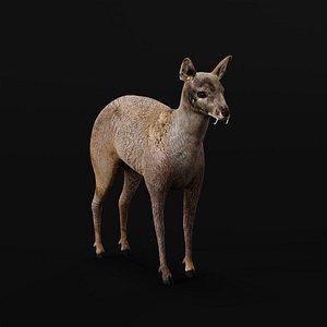 Siberian Musk Deer