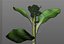 Broccoli Rabe