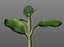 Broccoli Rabe