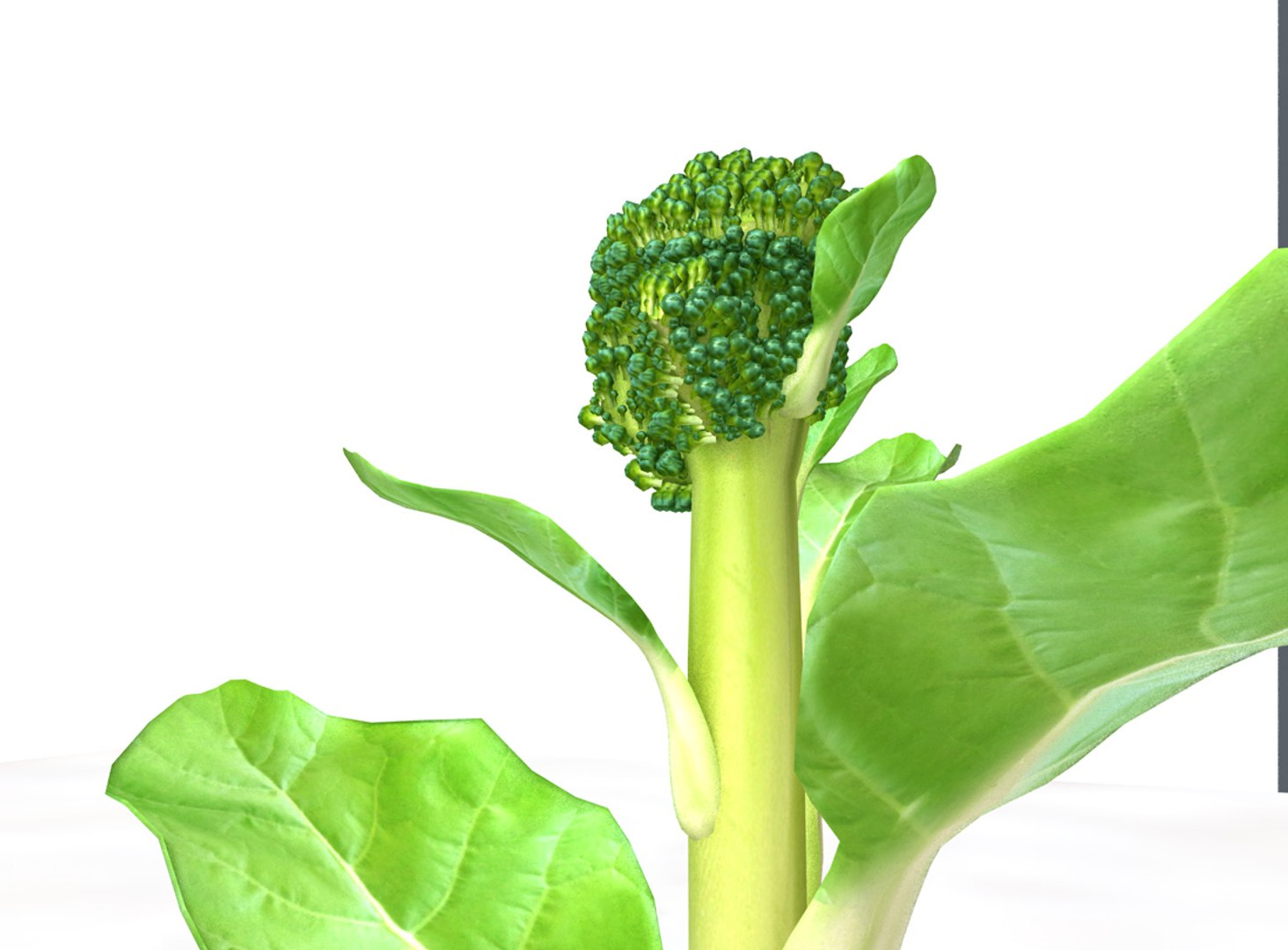 broccoli 3D https://p.turbosquid.com/ts-thumb/10/OZCCdu/DZ6DnbW2/4/jpg/1587300896/1920x1080/fit_q87/0dc97b9cc4d10aecf18f2232e200cf2becde8216/4.jpg