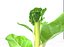 Broccoli Rabe