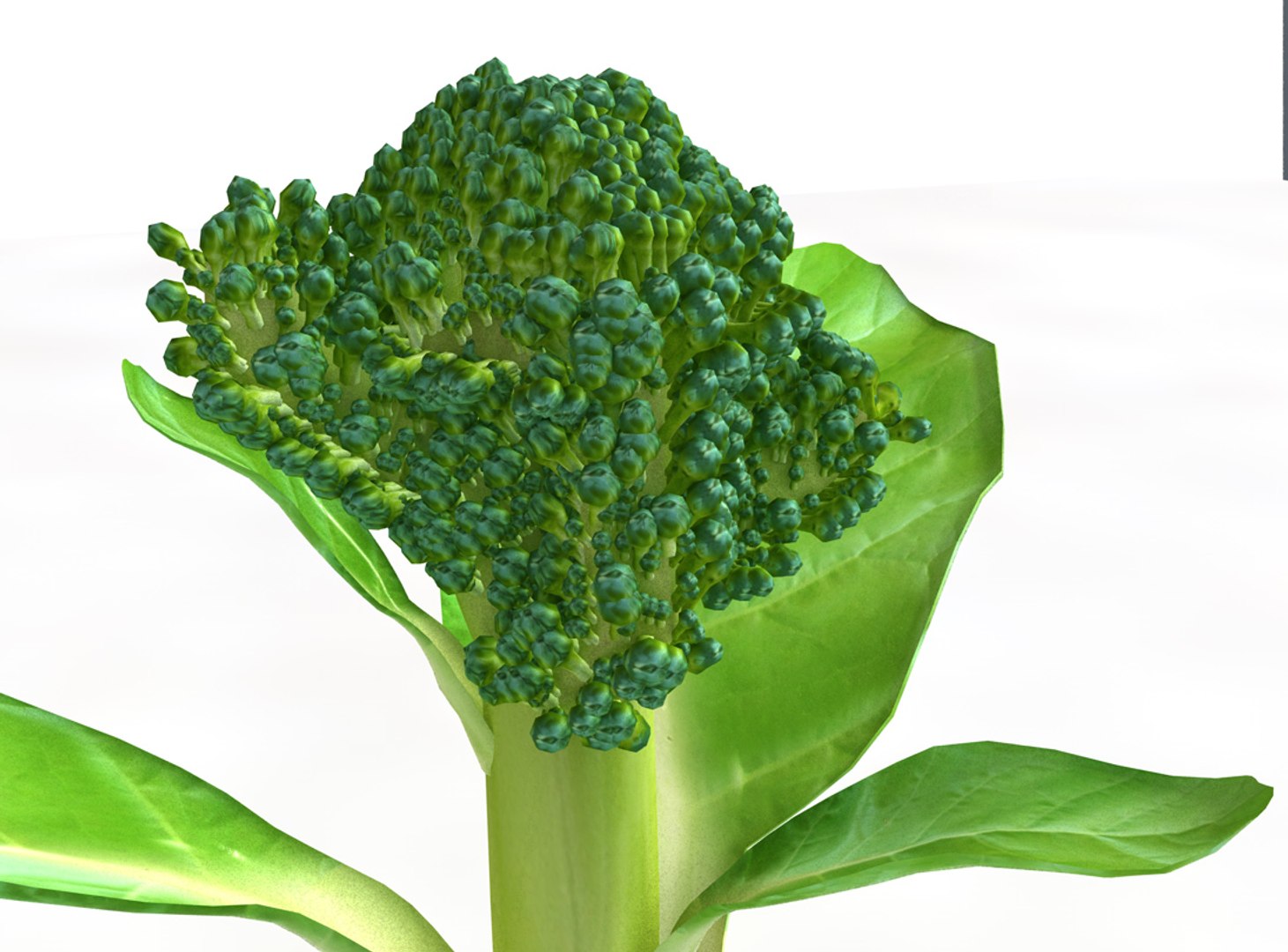 broccoli 3D https://p.turbosquid.com/ts-thumb/10/OZCCdu/KVcnZF9R/3/jpg/1587300896/1920x1080/fit_q87/423791bac36562b361996c5f76dae0ddc3f5601c/3.jpg