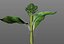Broccoli Rabe